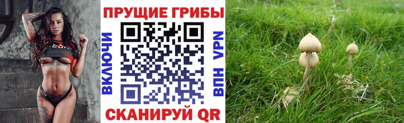 купить наркоту  Александровск  omg   Галлюциногенные грибы Cubensis 